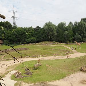 Bush/Tree savanna exhibit, 2024-08-05