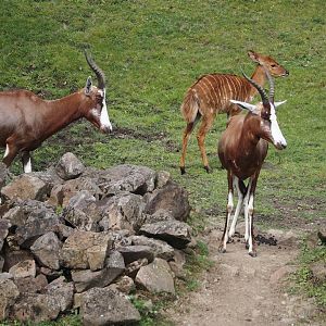 Blesboks (Damaliscus pygargus phillipsi), 2024-08-05