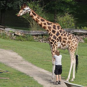 Keeper with Rothschild's giraffe (Giraffa camelopardalis rothschildi), 2024-08-05