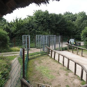 Road and gates to holding and indoor areas for Bush/Tree savanna exhibit, 2024-08-05