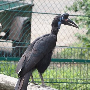 Abyssinian ground hornbill (Bucorvus abyssinicus), 2024-08-05