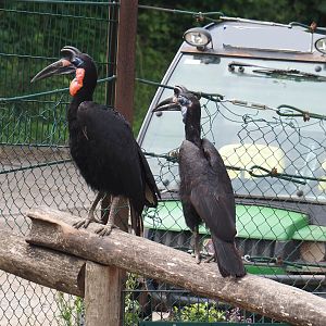 Abyssinian ground hornbills (Bucorvus abyssinicus), 2024-08-05