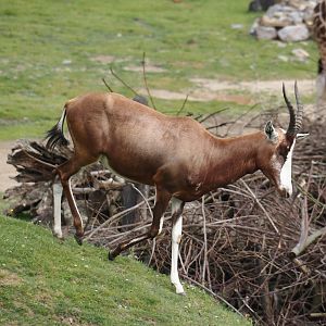Blesbok (Damaliscus pygargus phillipsi), 2024-08-05