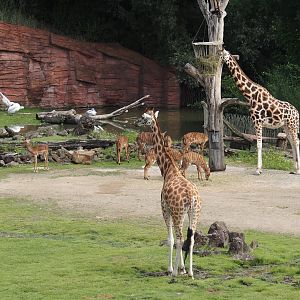 Rothschild's giraffes, Lowland nyalas, Impala and Pink-backed pelicans, 2024-08-05