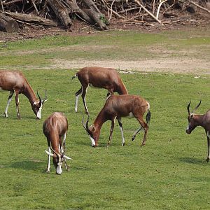 Blesbok (Damaliscus pygargus phillipsi), 2024-08-05