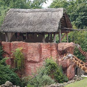 Serengeti View - Viewing area for Bush/Tree savanna exhibit, 2024-08-05