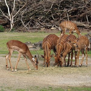 Common impala (Aepyceros melampus melampus) and Lowland Nyalas (Tragelaphus angasii), 2024-08-05