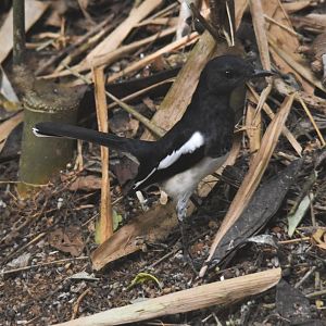 Oriental Magpie-robin Kabini River Lodge, 18th November 2024