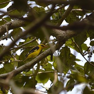 Indian Golden Oriole, Kabini River Lodge, 18th November 2024