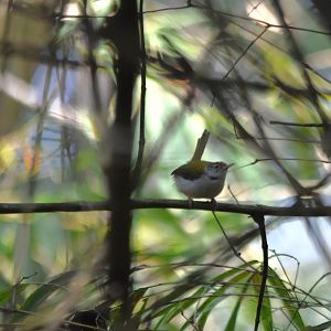 Common Tailorbird, Kabini River Lodge, 18th November 2024