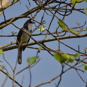 Red-whiskered Bulbul, Kabini River Lodge, 18th November 2024