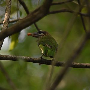 White-cheeked Barbet, Kabini River Lodge, 18th November 2024