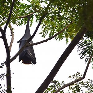 Indian Flying Fox, Kabini River Lodge, 18th November 2024