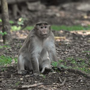 Dark-bellied Bonnet Macaque, Kabini River Lodge, 18th November 2024