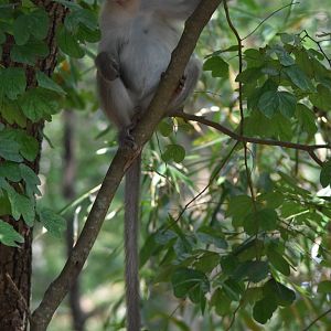 Dark-bellied Bonnet Macaque, Kabini River Lodge, 18th November 2024