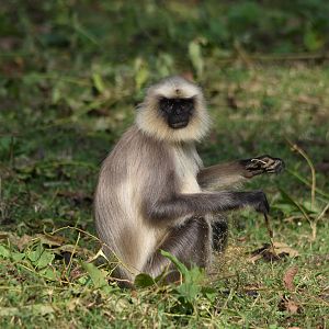 Travancore Black-footed Grey Langur, Nagarahole Tiger Reserve, 18th November 2024