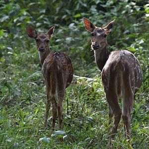 Axis Deer (Chital), Nagarahole Tiger Reserve, 18th November 2024