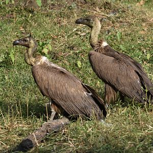 White-rumped Vultures, Nagarahole Tiger Reserve, 18th November 2024