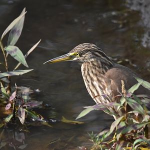 Indian Pond Heron, Nagarahole Tiger Reserve, 18th November 2024