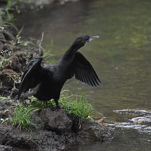 Little Cormorant, Nagarahole Tiger Reserve, 18th November 2024