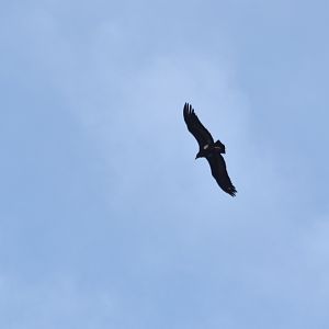 Red-headed Vulture , Nagarahole Tiger Reserve, 18th November 2024