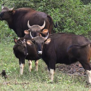 Indian Gaur, Nagarahole Tiger Reserve, 18th November 2024