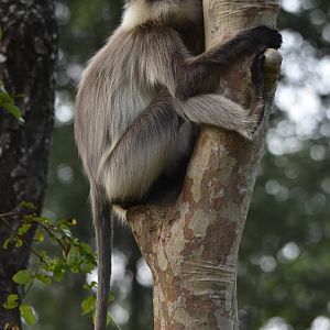 Travancore Black-footed Grey Langur, Nagarahole Tiger Reserve, 18th November 2024