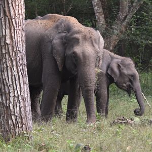 Indian Elephants, Nagarahole Tiger Reserve, 18th November 2024