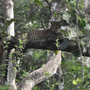 Indian Leopard, Nagarahole Tiger Reserve, 18th November 2024