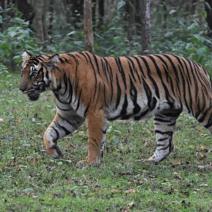 Bengal Tiger, Nagarahole Tiger Reserve, 18th November 2024