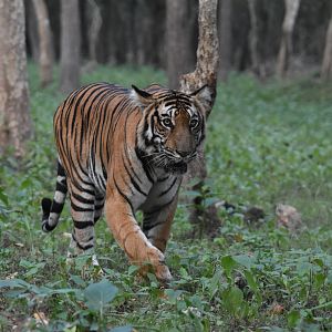 Bengal Tiger, Nagarahole Tiger Reserve, 18th November 2024