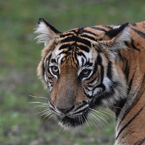 Bengal Tiger, Nagarahole Tiger Reserve, 18th November 2024