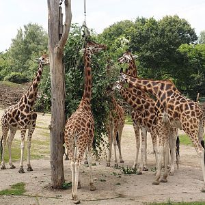 Rothschild's giraffe (Giraffa camelopardalis rothschildi), 2024-08-05
