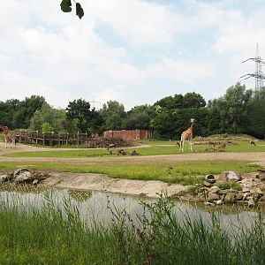 Bush/Tree savanna exhibit, 2024-08-05