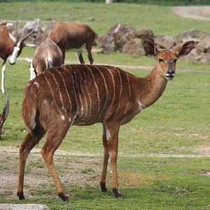 Lowland Nyala (Tragelaphus angasii), 2024-08-05