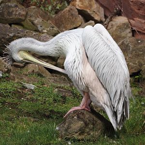 Pink-backed pelican (Pelecanus rufescens), 2024-08-05