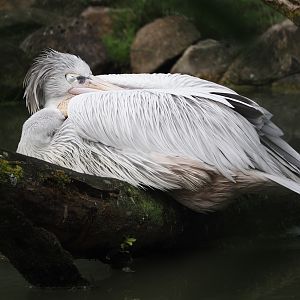 Pink-backed pelican (Pelecanus rufescens), 2024-08-05