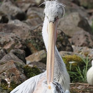 Pink-backed pelican (Pelecanus rufescens), 2024-08-05