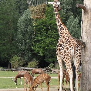 Rothschild's giraffe, Lowland nyala, Impala and Blesbok, 2024-08-05