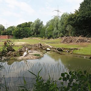 Bush/Tree savanna exhibit, 2024-08-05