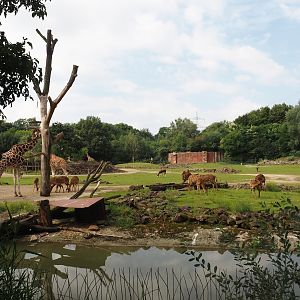Bush/Tree savanna exhibit, 2024-08-05