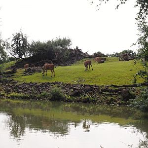 Boat Safari - Grass savanna exhibit, 2024-08-05