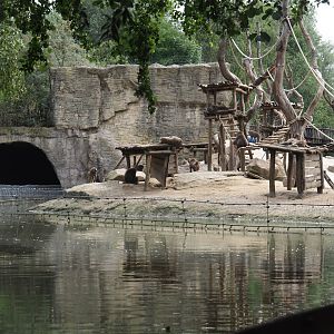 Boat Safari - Olive baboon island, 2024-08-05