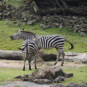 Grant`s zebras (Equus quagga boehmi), 2024-08-05
