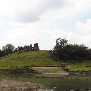 Boat Safari - Grass savanna exhibit, 2024-08-05
