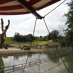 Boat Safari - Part of Olive baboon island and Grass savanna exhibit, 2024-08-05