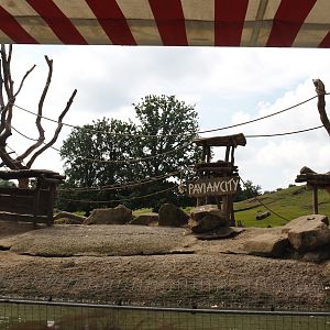 Boat Safari - Olive baboon island, 2024-08-05