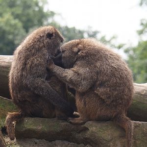 Olive baboons (Papio anubis), 2024-08-05