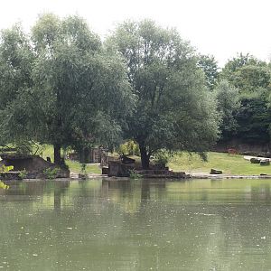 Boat Safari - Hippopotamus and Western sitatunga exhibit, 2024-08-05