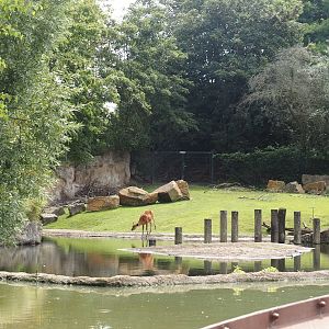 Boat Safari - Hippopotamus and Western sitatunga exhibit, 2024-08-05